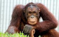 Oranguta Malaysia