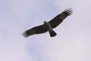 Seeadler
