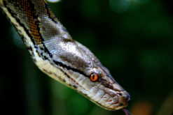 Foto Malaysia J.Kemmler